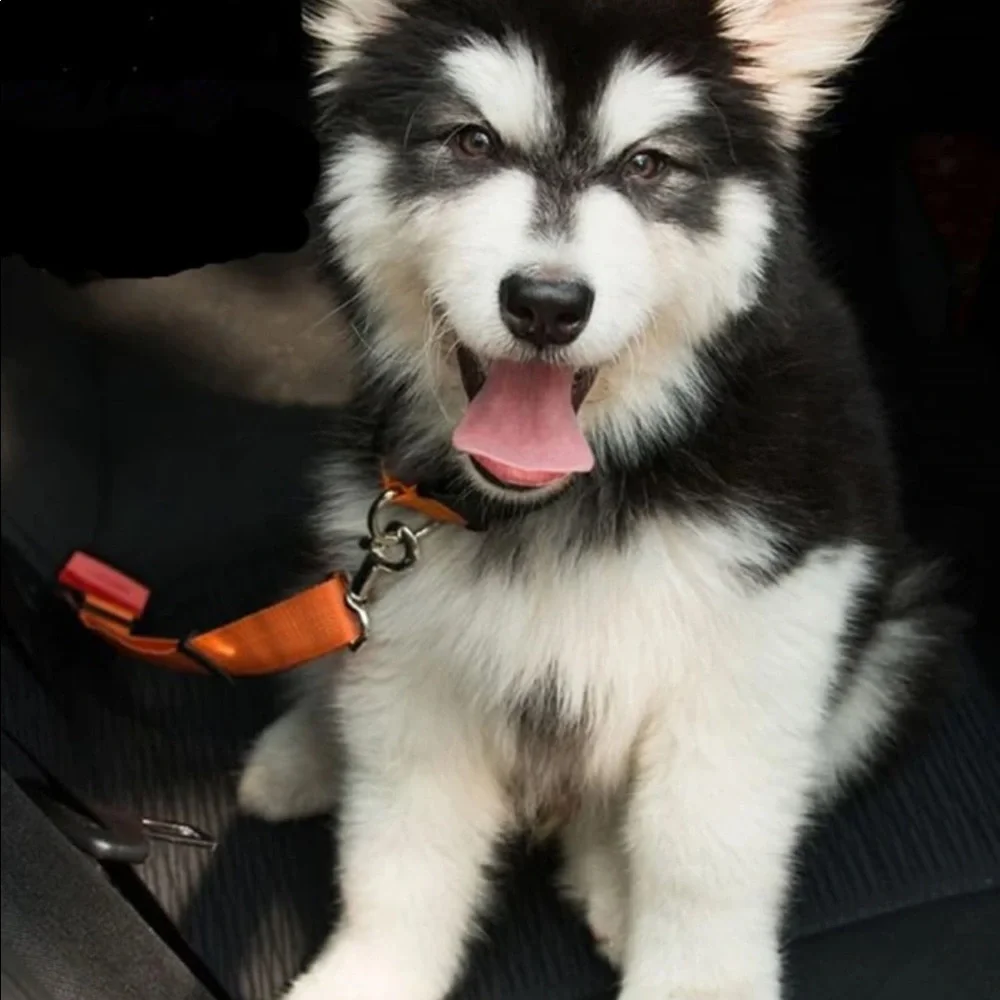 PET SEATBELT